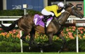 Waikato closing in on retirement.<br>Photo by Singapore Turf Club